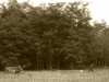 omaha2ndlinte